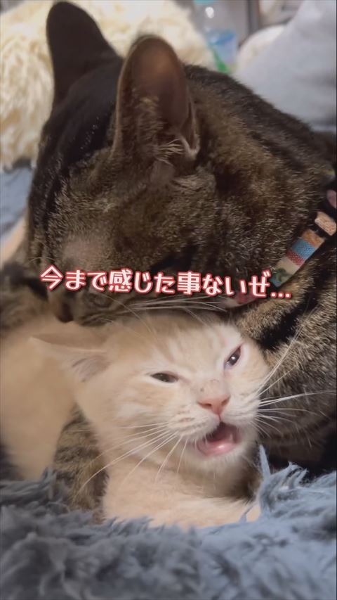 今まで感じたことないぜテロップ