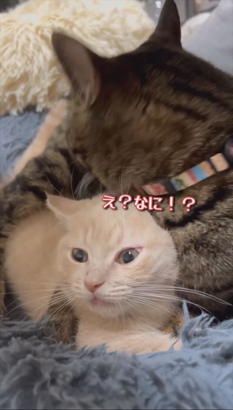 え？なにテロップ