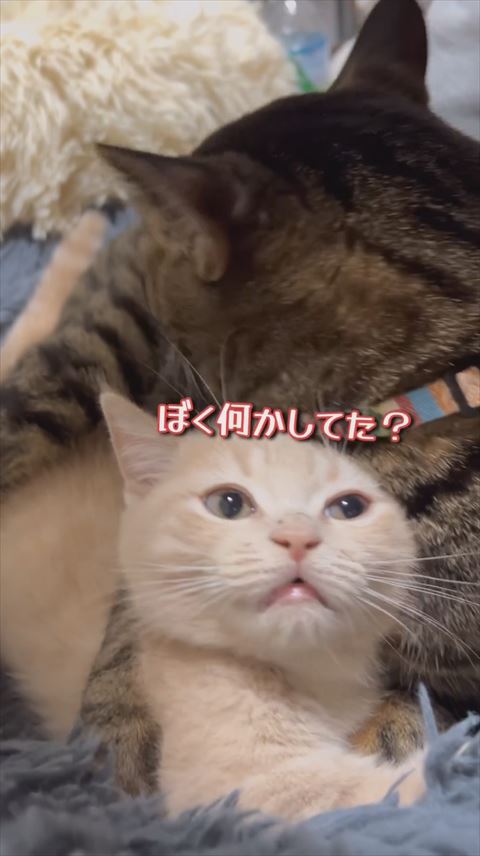 ぼくなにかしてたテロップ