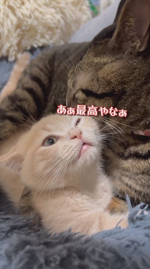 あぁ最高やなぁテロップ