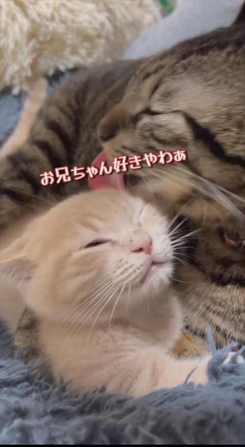 お兄ちゃん好きテロップ