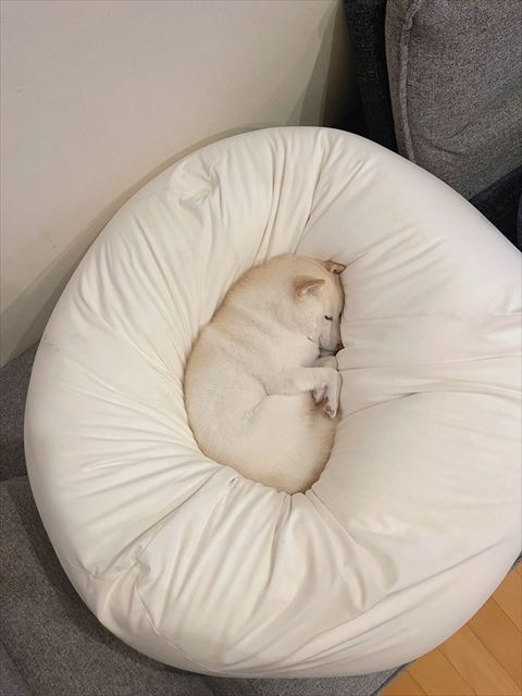 クッションに丸まって寝るワンコ