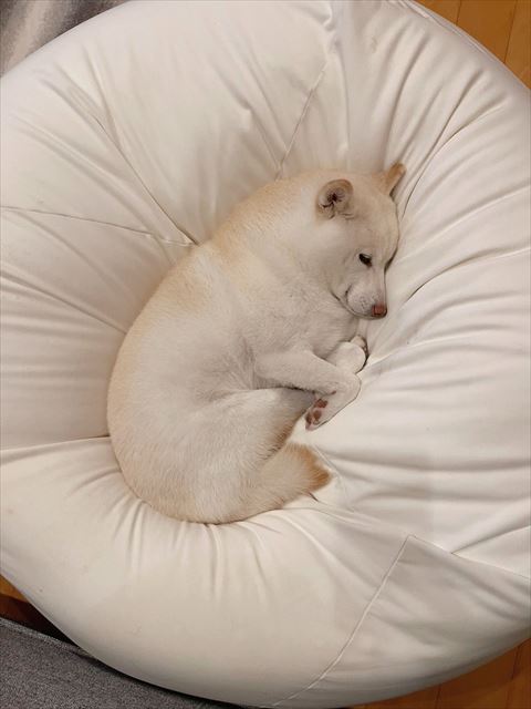 まるまって寝るワンコ右の横顔見える