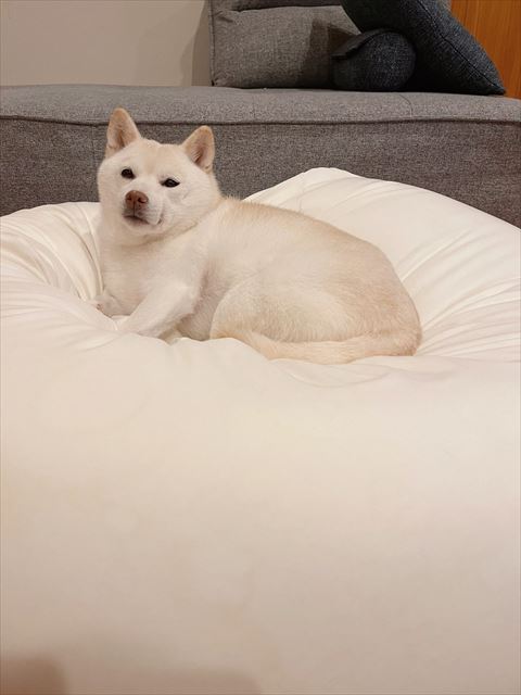 クッションで体起こすワンコ