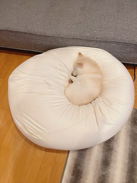 クッションで寝るワンコ後ろから撮影