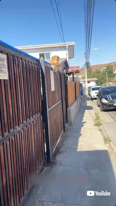 フェンスの上に乗る犬