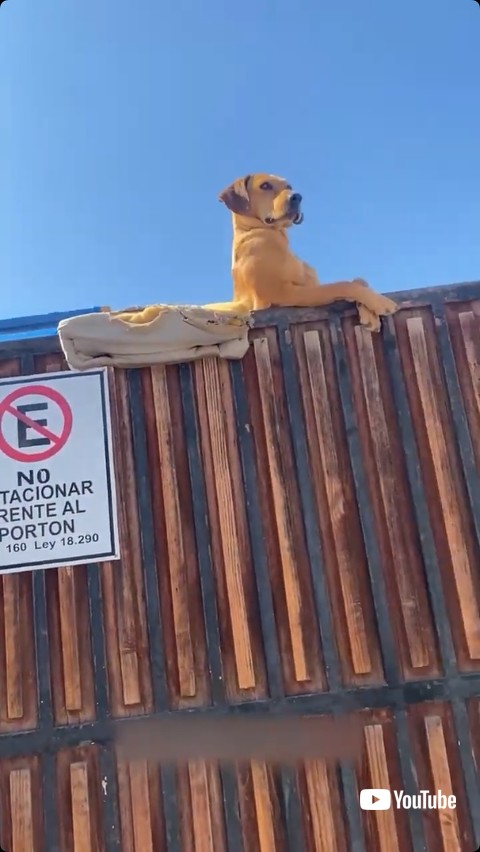 近隣の人を監視する犬