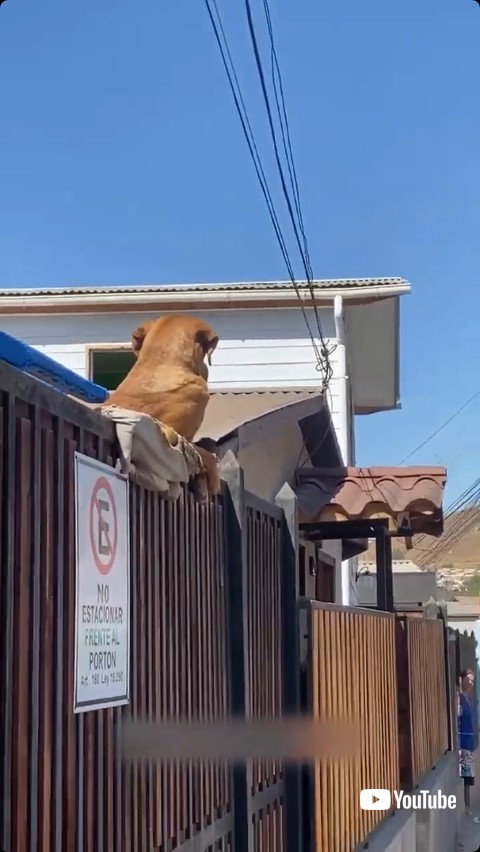 なにかを見ている犬