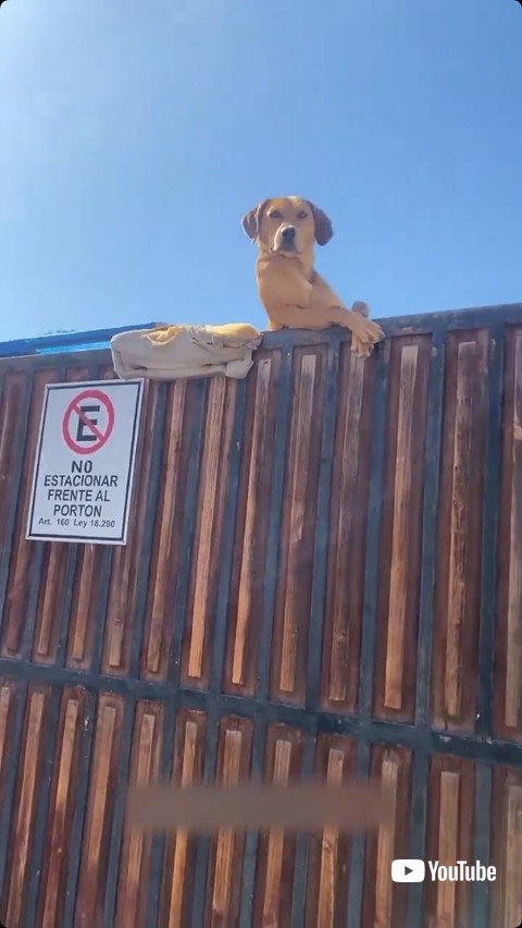 カメラに気付く犬