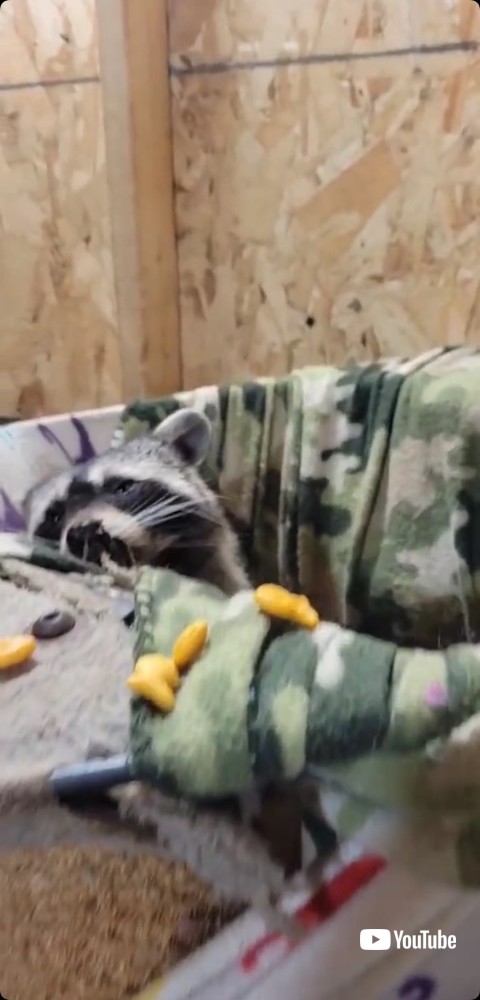 スナックを食べるアライグマ