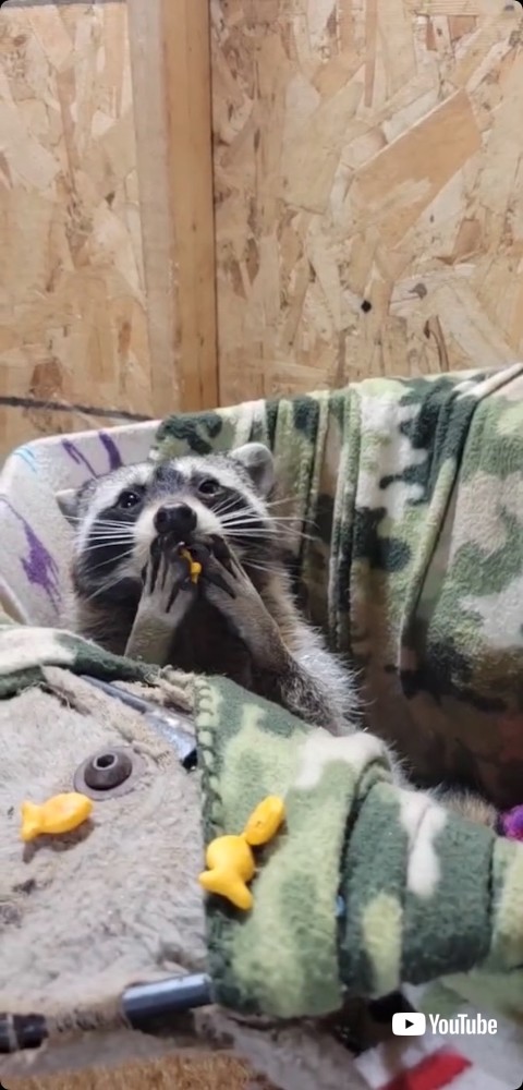 スナックを口に入れるアライグマ