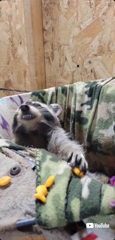 おやつに前足を伸ばすアライグマ