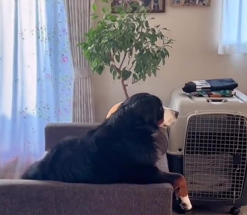 どうもバーニーズ