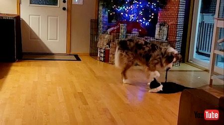 ヒモをくわえるワンコ