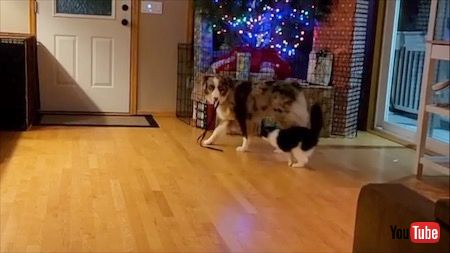 子猫と遊ぶ大型犬