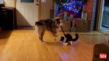 ヒモにじゃれつく子猫