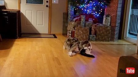 じゃれ合う大型犬と子猫