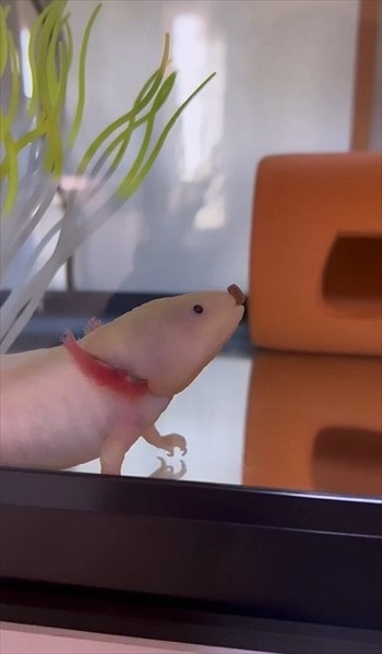 器用な食べ方をするウーパールーパー