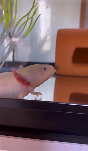 器用な食べ方をするウーパールーパー