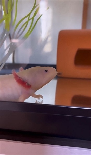 器用な食べ方をするウーパールーパー