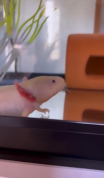 器用な食べ方をするウーパールーパー