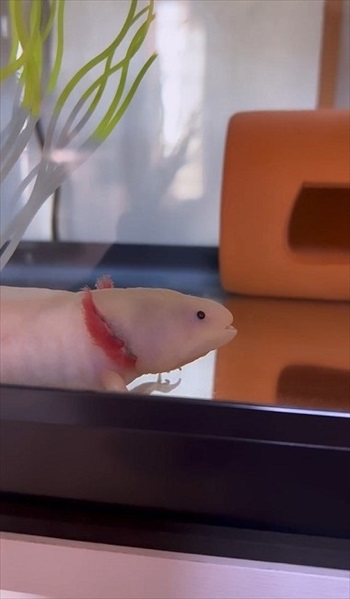 器用な食べ方をするウーパールーパー