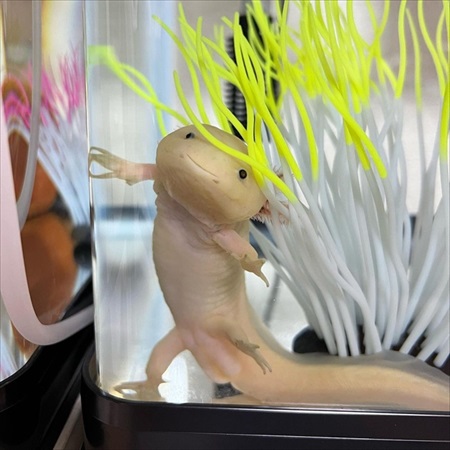 器用な食べ方をするウーパールーパー