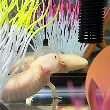 器用な食べ方をするウーパールーパー