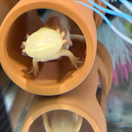 器用な食べ方をするウーパールーパー