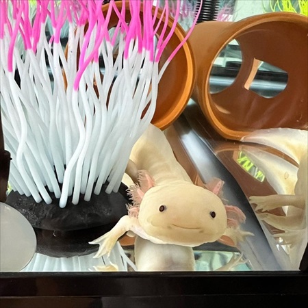 器用な食べ方をするウーパールーパー