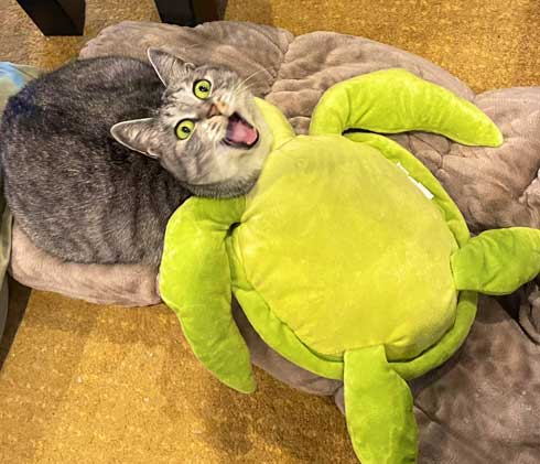 一体化しているような猫と亀のぬいぐるみ