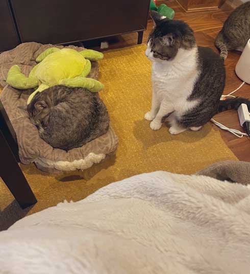 亀と添い寝する猫