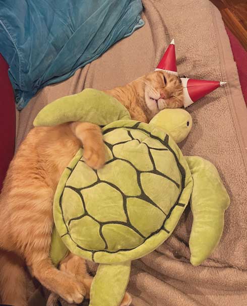 猫に人気の亀のぬいぐるみ