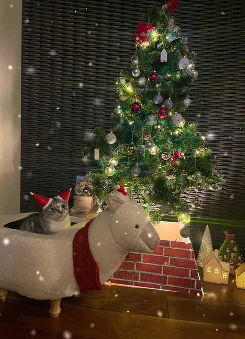 猫 亀のぬいぐるみ 大好き 表情 キメ顔 カメ