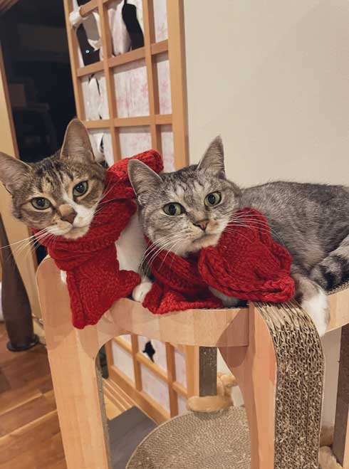 猫 亀のぬいぐるみ 大好き 表情 キメ顔 カメ