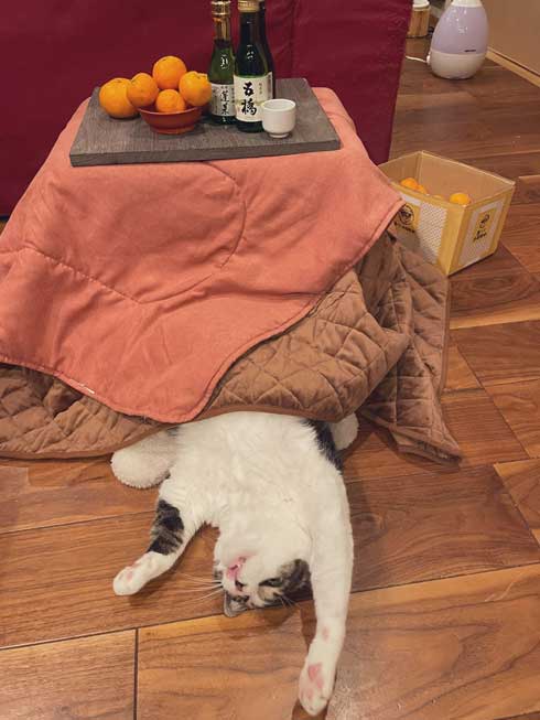 猫 亀のぬいぐるみ 大好き 表情 キメ顔 カメ