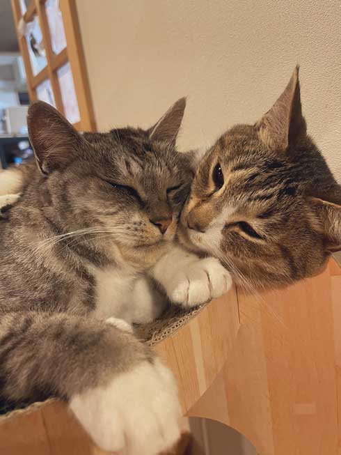 猫 亀のぬいぐるみ 大好き 表情 キメ顔 カメ