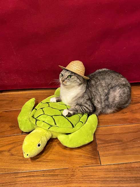 旅立つような猫