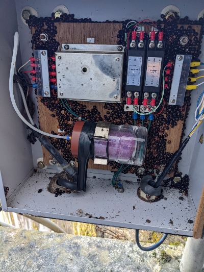 てんとう虫のサンバ?