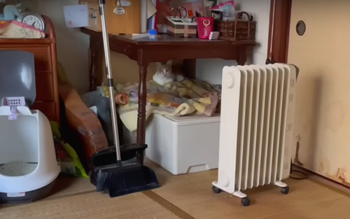 飼い主の帰りを家で待ち続ける猫を保護