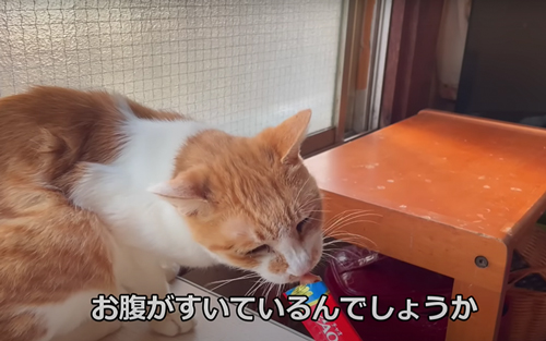 飼い主の帰りを家で待ち続ける猫を保護