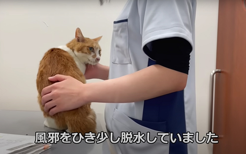 飼い主の帰りを家で待ち続ける猫を保護