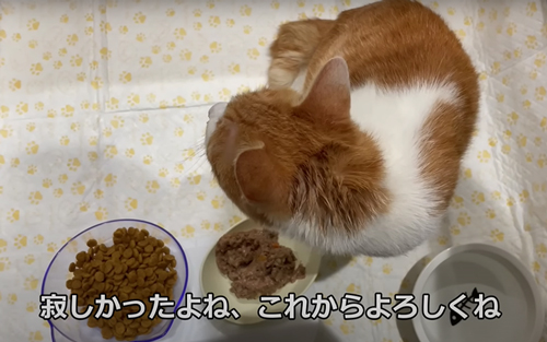 飼い主の帰りを家で待ち続ける猫を保護