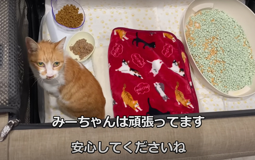 飼い主の帰りを家で待ち続ける猫を保護