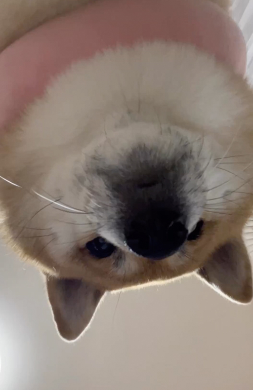 飼い主に圧をかける柴犬