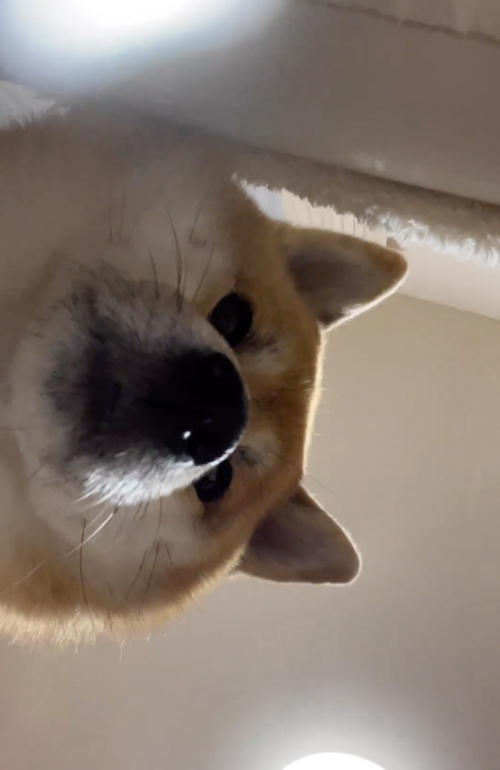 飼い主に圧をかける柴犬