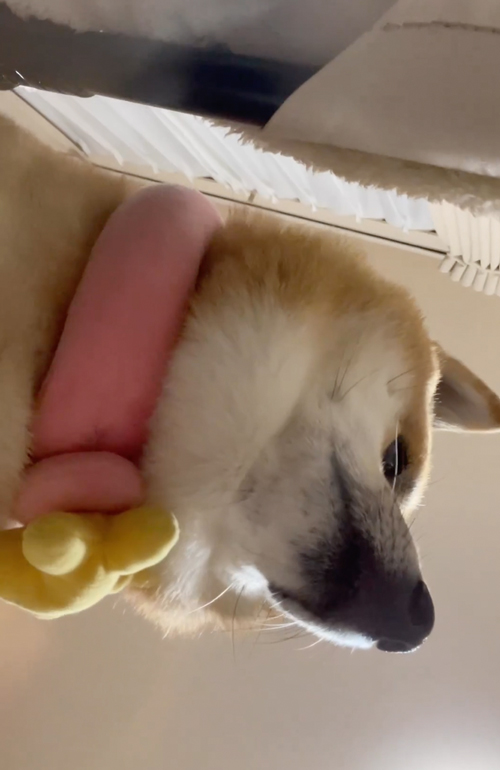 飼い主に圧をかける柴犬