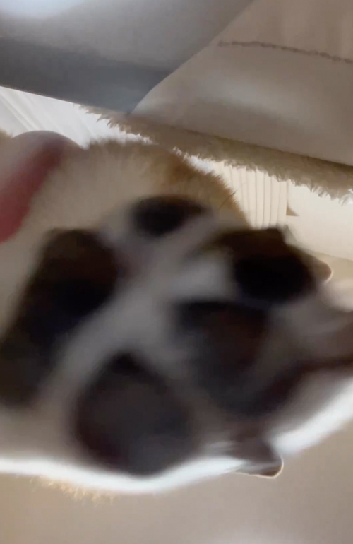 飼い主に圧をかける柴犬