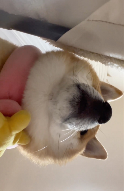 飼い主に圧をかける柴犬