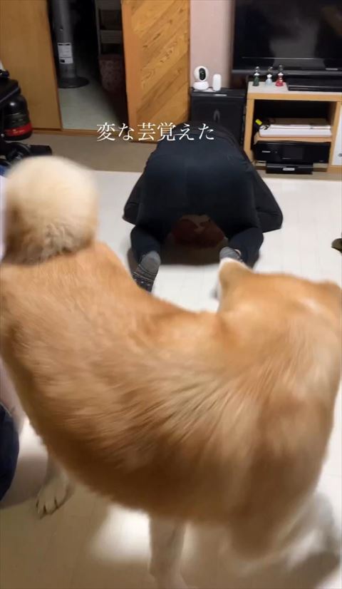 飼い主のお尻を見るワンコ